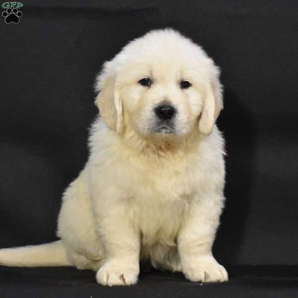 Jackson, English Cream Golden Retriever Puppy